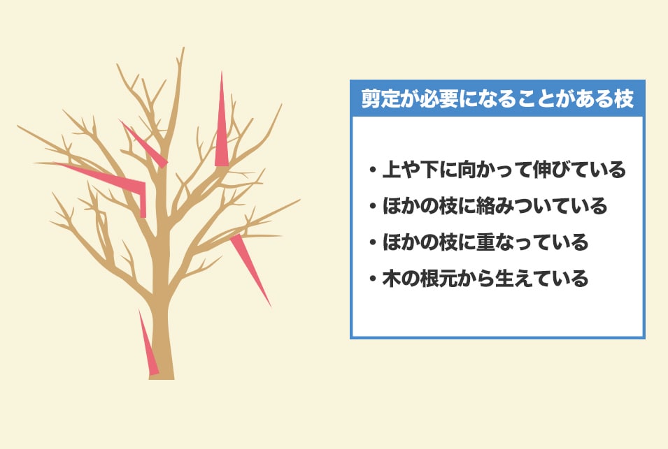 どの枝を剪定すればいい？手入れが必要な基準を紹介