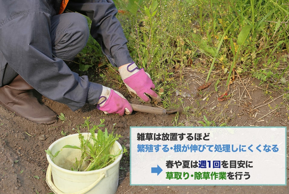 お庭掃除で『草取り・除草作業』をするときに必要な道具と選び方