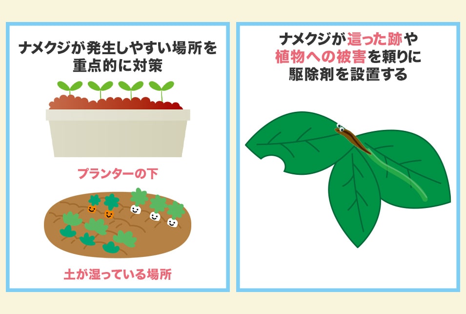 ナメクジが発生しやすい時期・場所